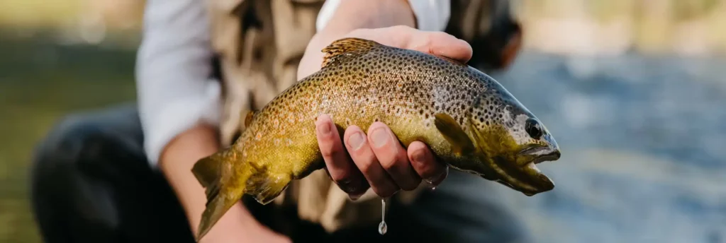 Fish in Colorado