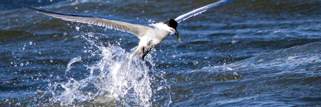 Fishing in Georgia state