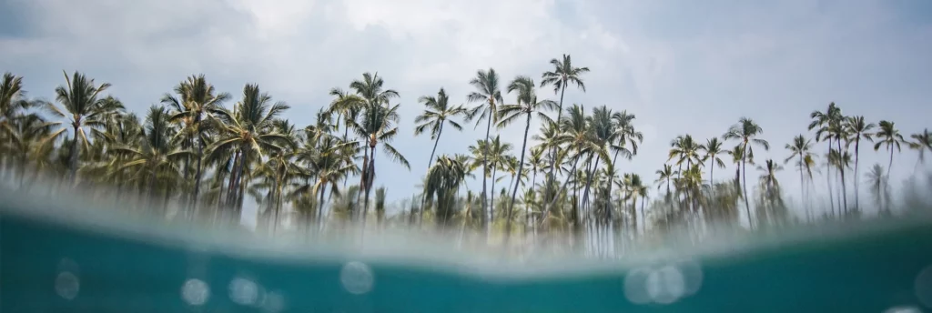 Palms in Hawaii