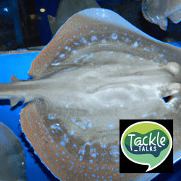 Barndoor Skate fish