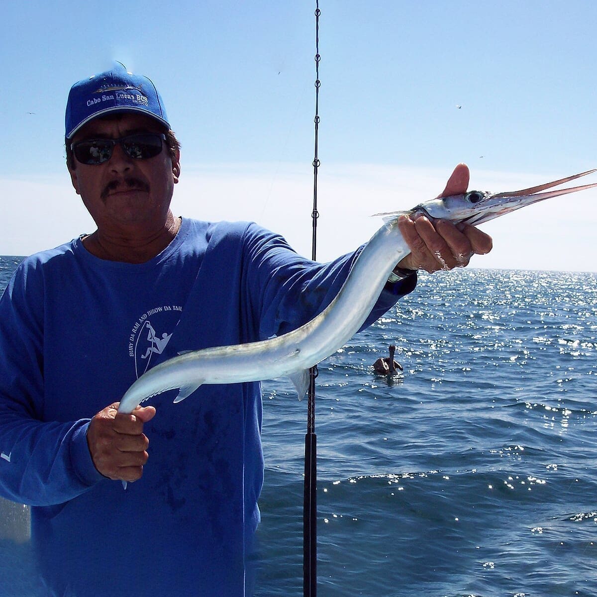 Agujon Needlefish