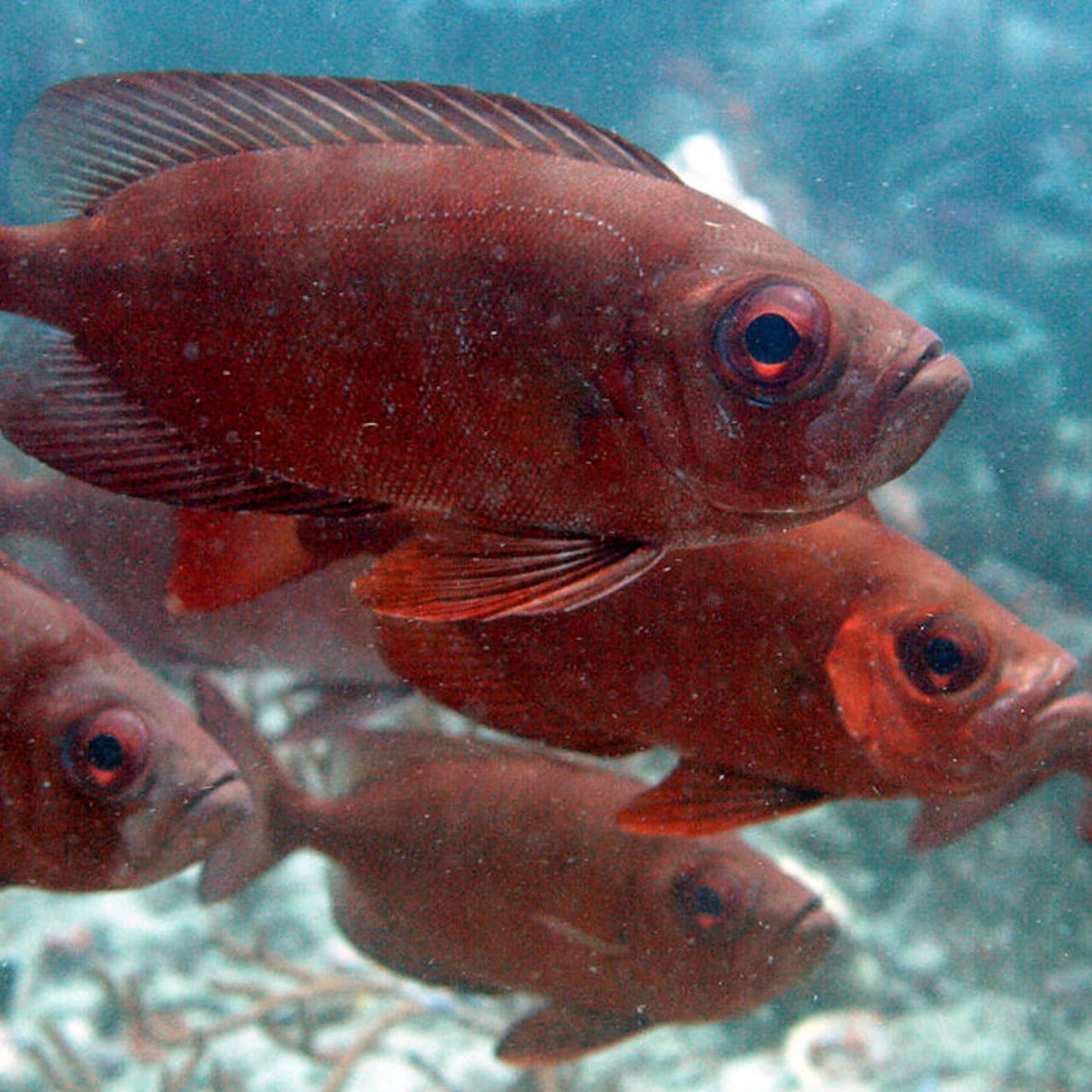 Atlantic Bigeye