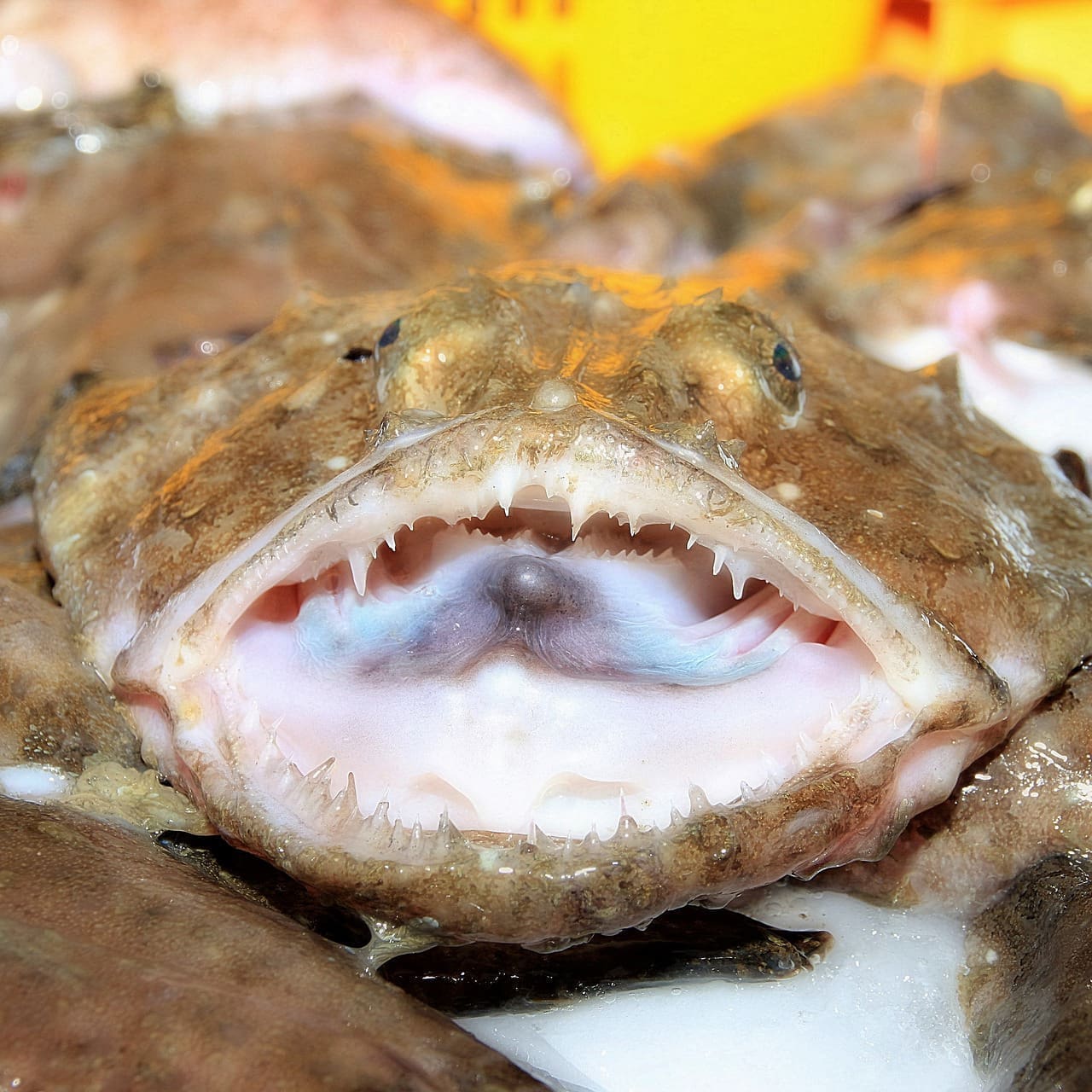 American Anglerfish ​Monkfish