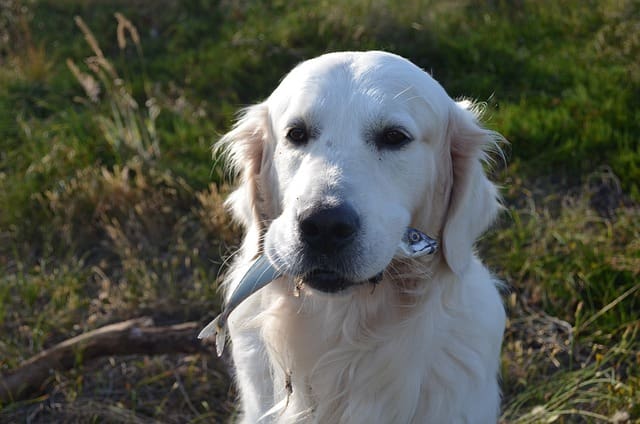 Fishing Retrieve